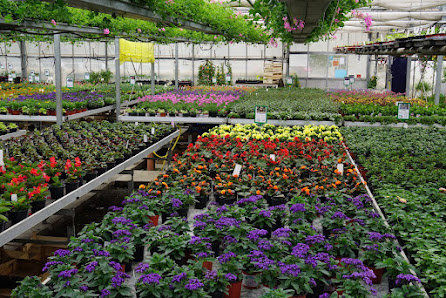 Alpenbioblumen
