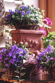 Blumen Baier