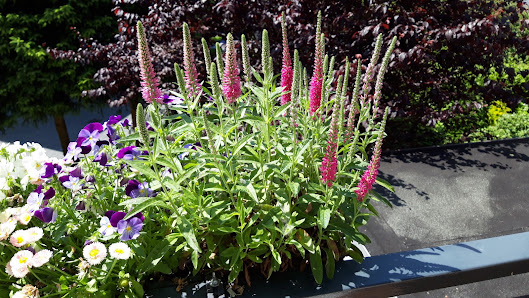 Francken Blumen GmbH