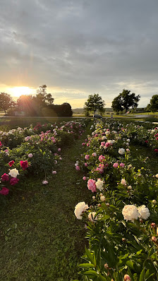 Blumen vom Feld