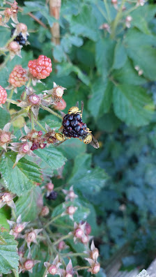 Rolands naturnahe Gartenpflege