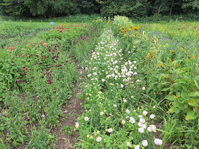 Gärtnerei Huese Schnittblumen