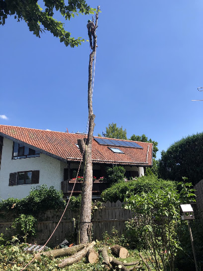 Bens Baumpflege - Fällungen, Heckenschnitt uvm.