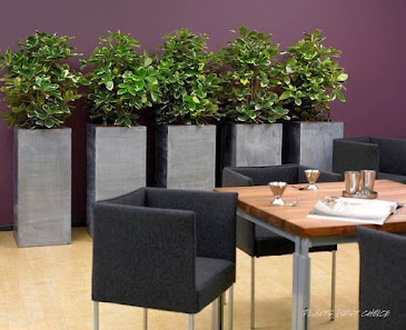 Planter`s Punch München Mietpflanzen Raumbegrünung