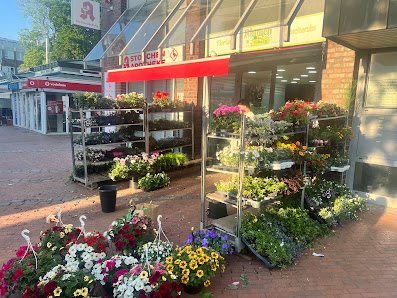 Blumen Tibarg 2018