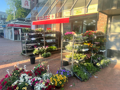 Blumen Tibarg 2018