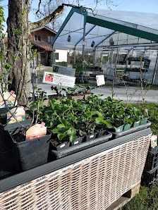 Jungpflanzen Gärtnerei Wolff