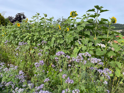 GartenNerd