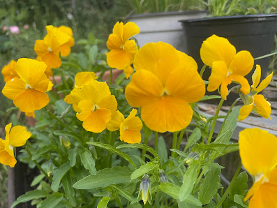 GartenNerd