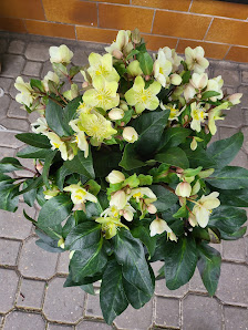 Blumenhaus Feucht