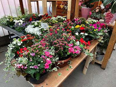 Blumen&Pflanzen am Auferstehungsfriedhof