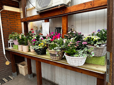 Blumen&Pflanzen am Auferstehungsfriedhof