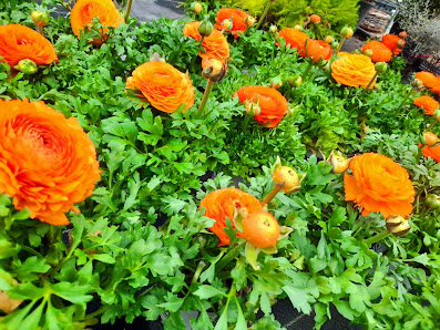 Gärtnerei Floristik Michael Heßdörfer