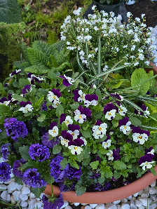 Nicoles Blumenhäusel