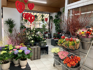 Blumen Edelweiß Gerolzhofen