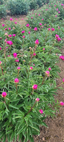 Schnittblumenfeld