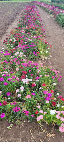 Schnittblumenfeld