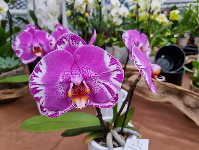 Krischke GdbR Blumen Andreas und Ulrich