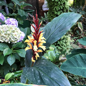 Schattenblümchen