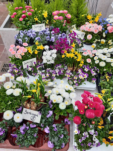 Blumen Fröhlich