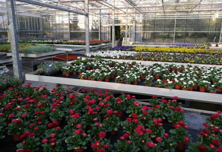 Blumen Egl