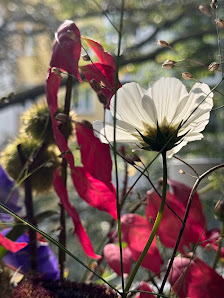 BELLA FLORA