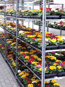 ThüFlor Blumengroß- und Einzelhandel Gmbh