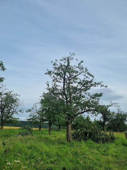 Baumpflegedienst
