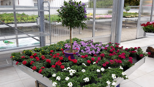 Blumen Senft