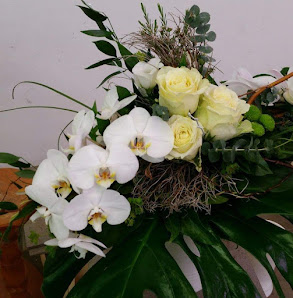 Blumen & Pflanzen