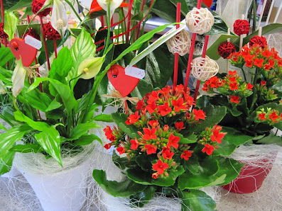 Hortus & Flora Gärtnerei - Natürliche Qualität