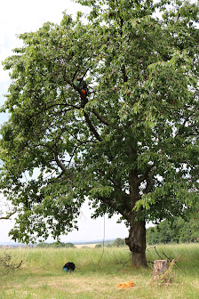 Baumpflege Neumann Baum-Balance