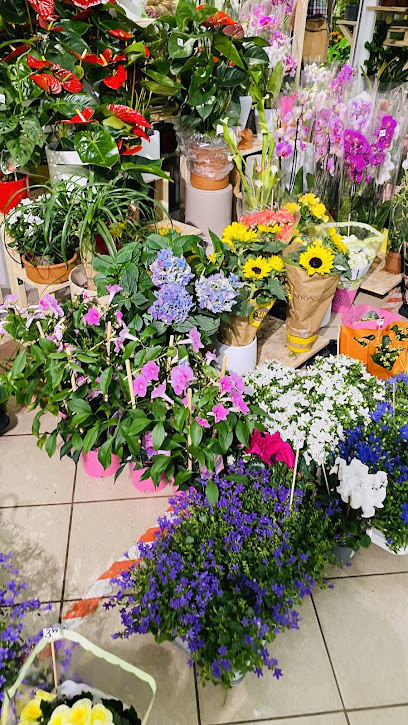 Blumen Forum