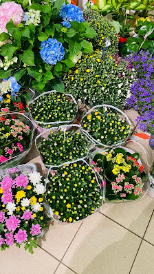 Blumen Forum