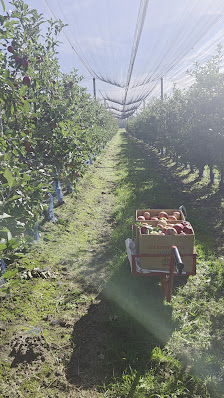 Pomona Gartenbau GmbH & Co. KG