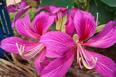 Blumenveranda