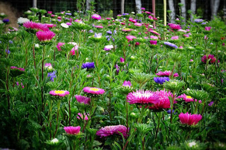 Gartenbau Luka-Lebus