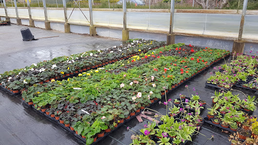 Gärtnerei Gartenbau Welzel