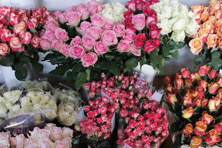 Blumen und Pflanzen