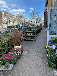 Blumen und Pflanzen