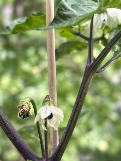 Deaflora Aromagärtnerei