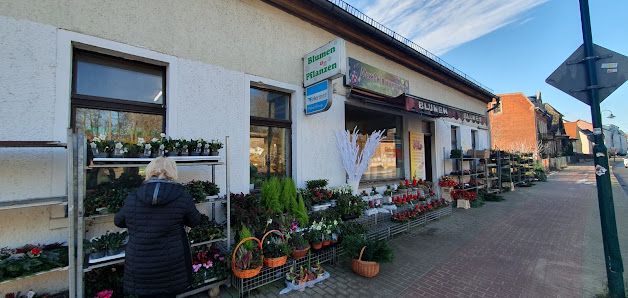 Hoa Le Blütenzauber