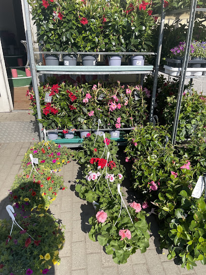Blumen & Pflanzen