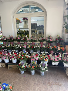 Blumen & Pflanzen