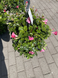 Blumen & Pflanzen