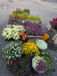 Blumenladen am Bahnhof Hönow