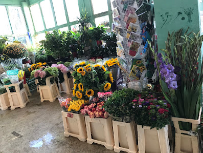 Blumen & Pflanzen