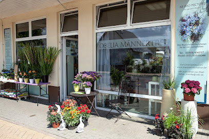 Lobelia Männertreu - Blumenfachgeschäft Hohen Neuendorf OT Borgsdorf