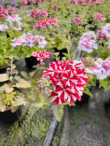Oliver Kraatz Gärtnerei Gartenbau