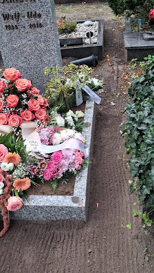 Blumen Immergrün Baier
